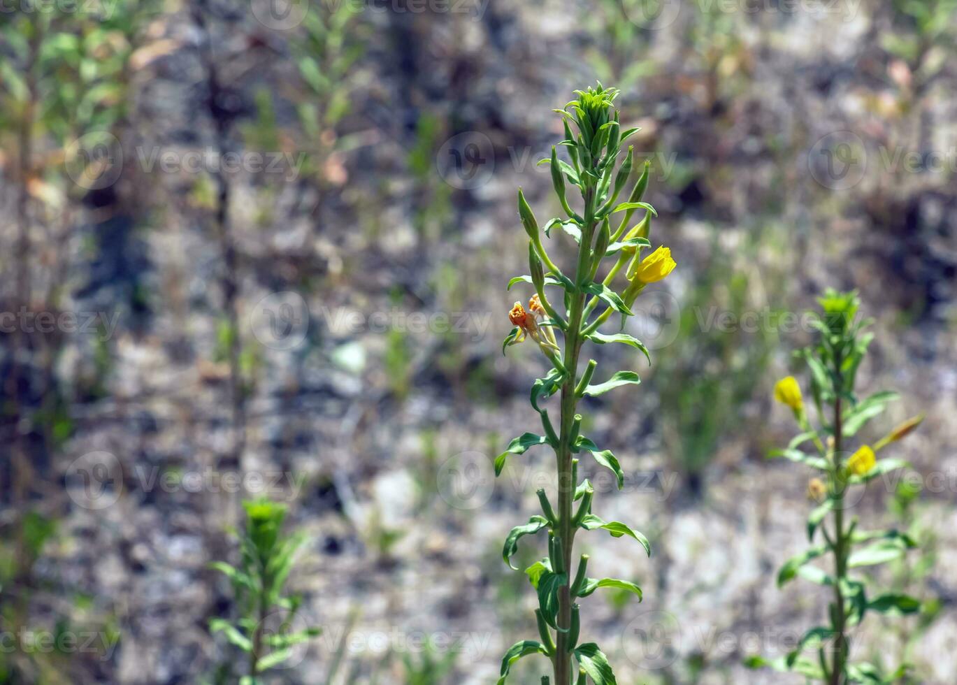 oenothera biennis bloei in juli. oenothera biennis, de gemeenschappelijk teunisbloem, is een soorten van bloeiend fabriek in de familie onagraceae. foto