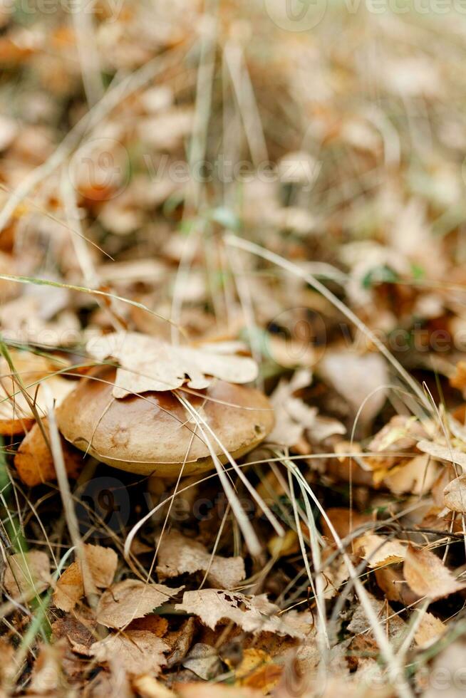 champignons seizoen, champignons toenemen in de Woud, paddestoel picker verzamelt paddestoelen, paddestoel in herfst, zoeken voor champignons in de Woud foto