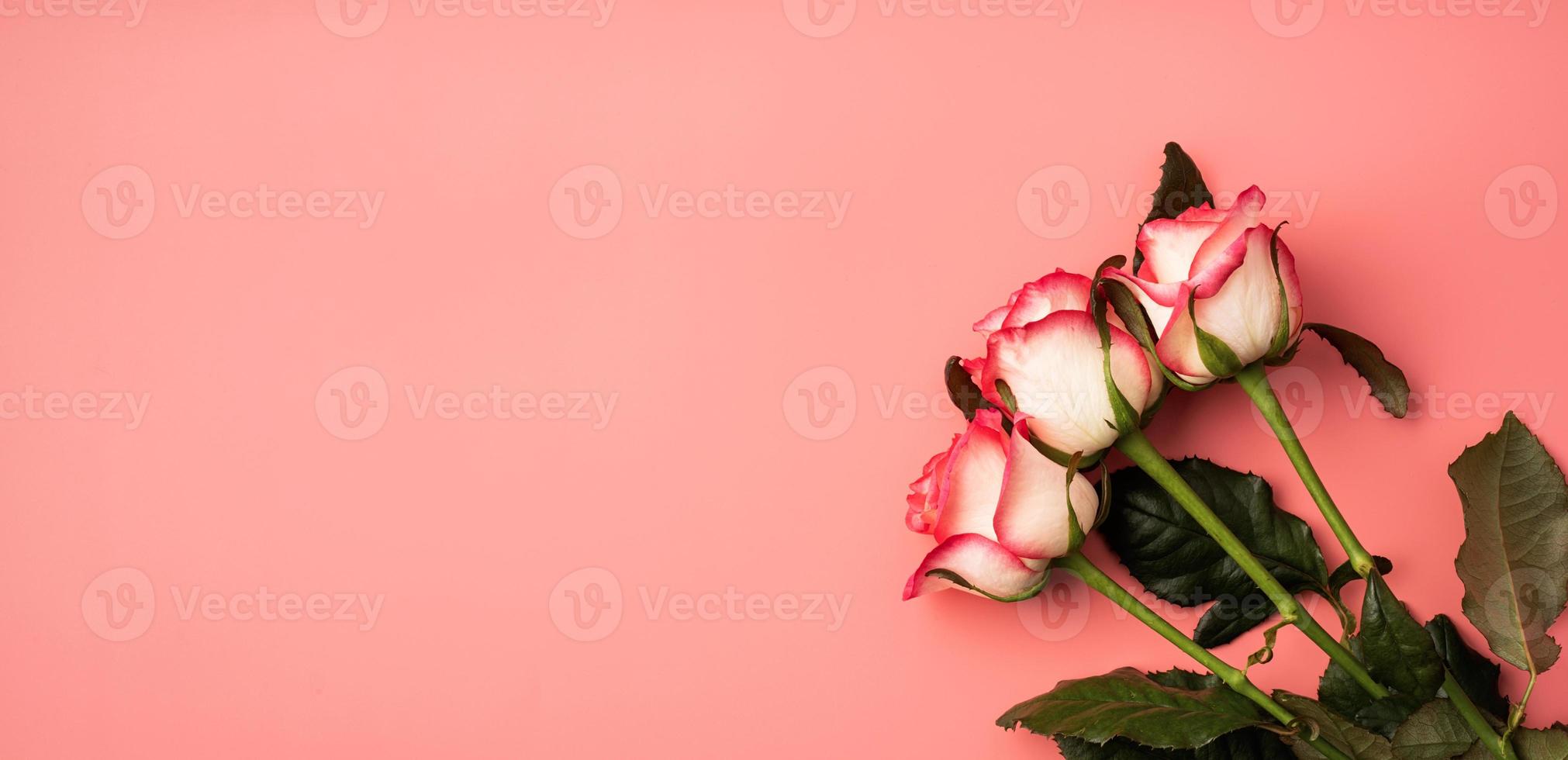 roze rozen op effen roze achtergrond foto