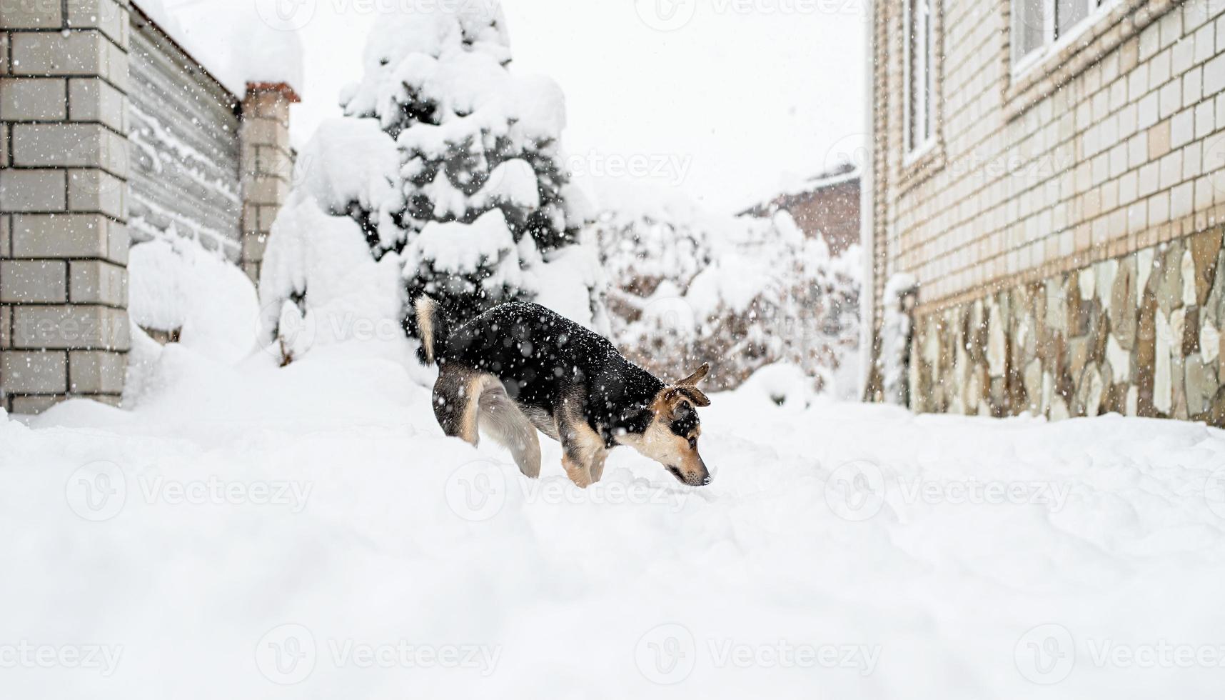 schattige hond van gemengd ras die in de sneeuw in de achtertuin speelt foto