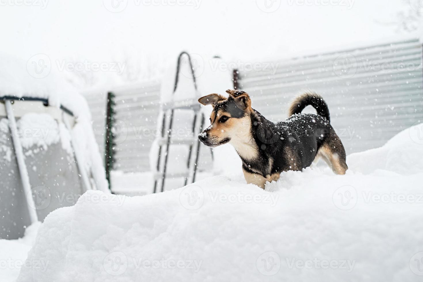 schattige hond van gemengd ras die in de sneeuw in de achtertuin speelt foto