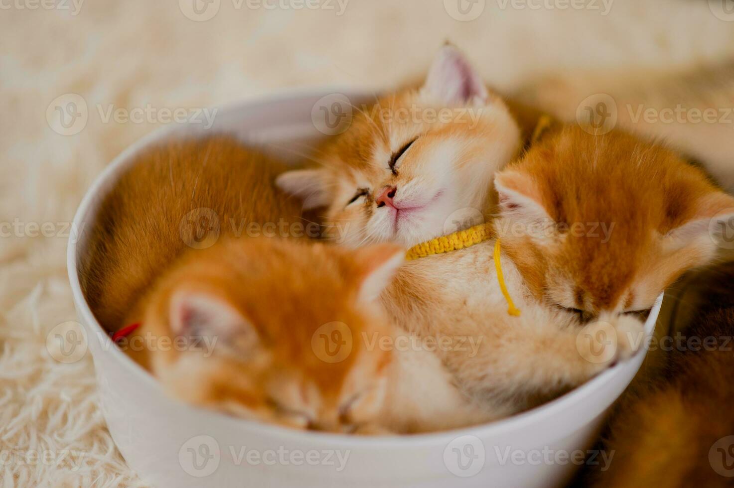 oranje kat schattig kat schattig huisdier slapen katje schattig katje kat groei volwassenheid de kijken en onschuld van katten. foto