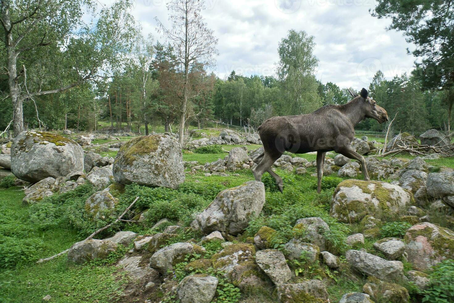 eland in Scandinavië in de Woud tussen bomen en stenen. koning van de bossen foto