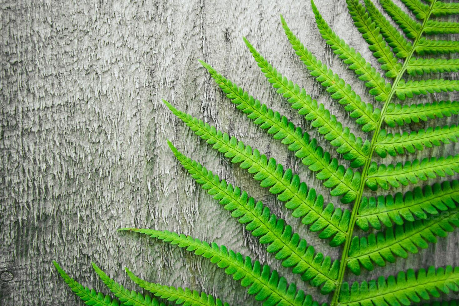 varenbladeren op de achtergrond van de oude houten achtergrond foto