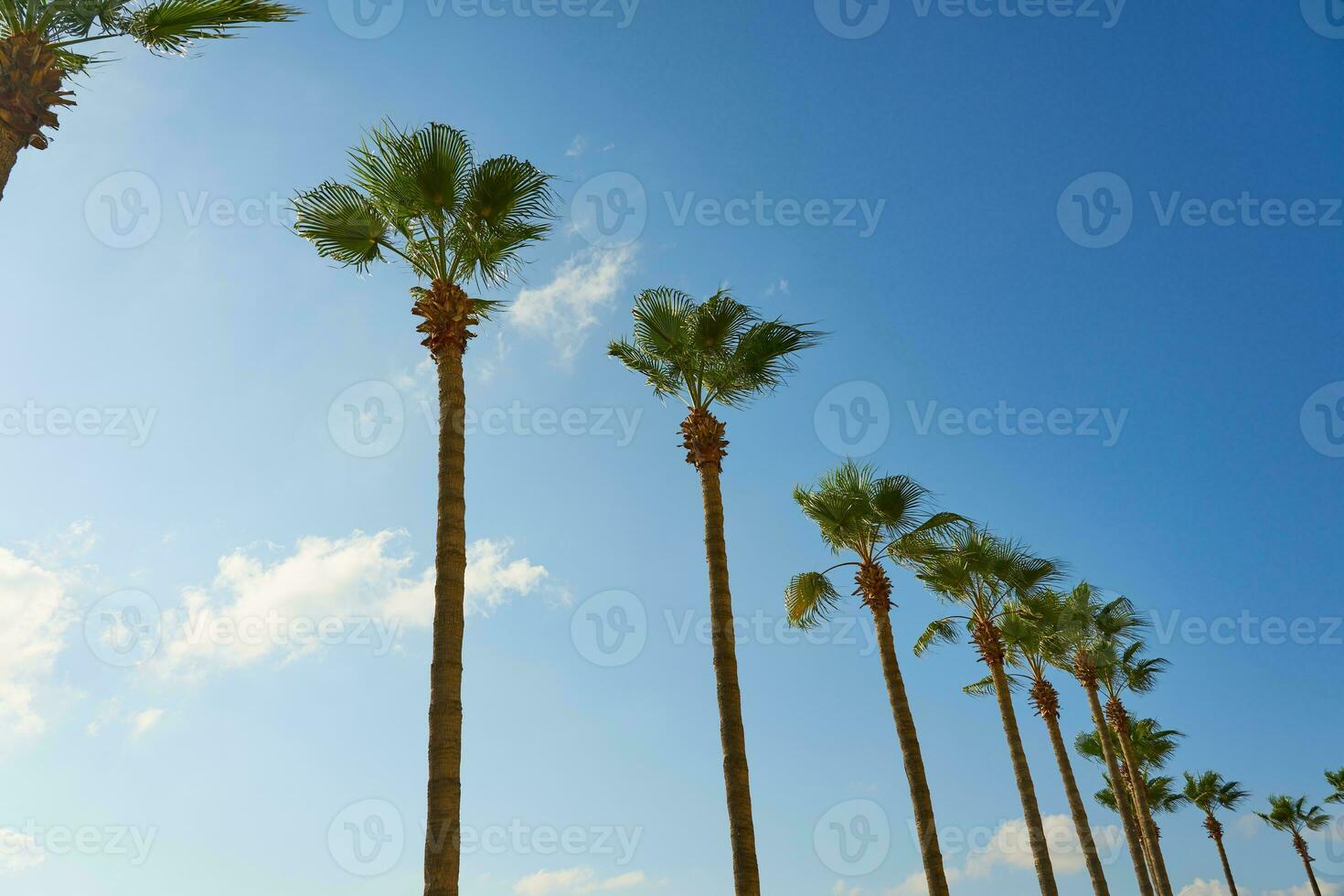 palm bomen tegen een Doorzichtig blauw lucht. foto