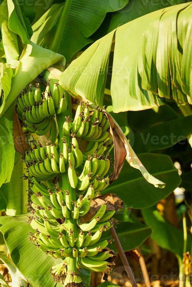 bananen Aan een banaan plantage omhoog dichtbij. foto