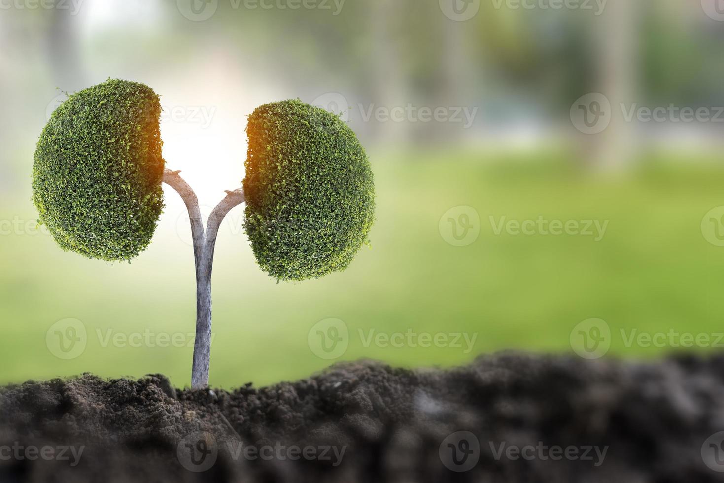 bomen nieren 3d milieu- en medische concepten foto