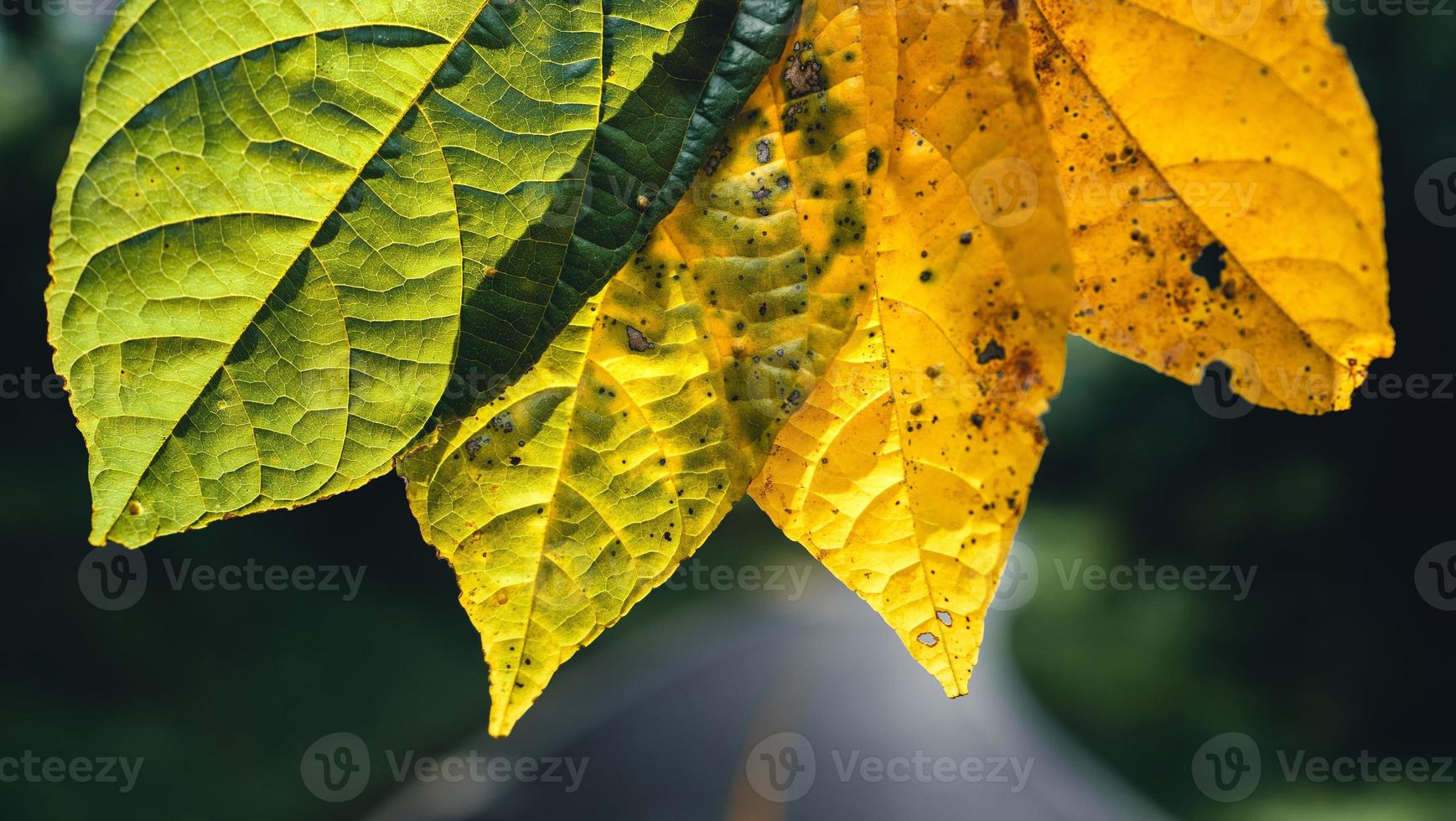 herfstblad in groen bos, weg naar bos foto