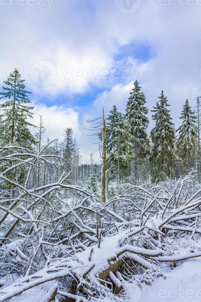 stervende zilveren bos gesneeuwd in landschap brocken berg harz duitsland foto