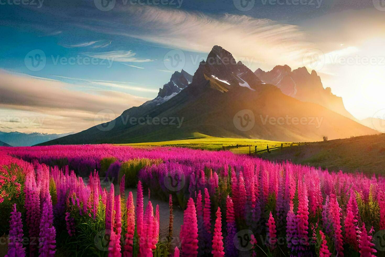 de zon schijnt Aan de lupine veld- in de bergen. ai-gegenereerd foto