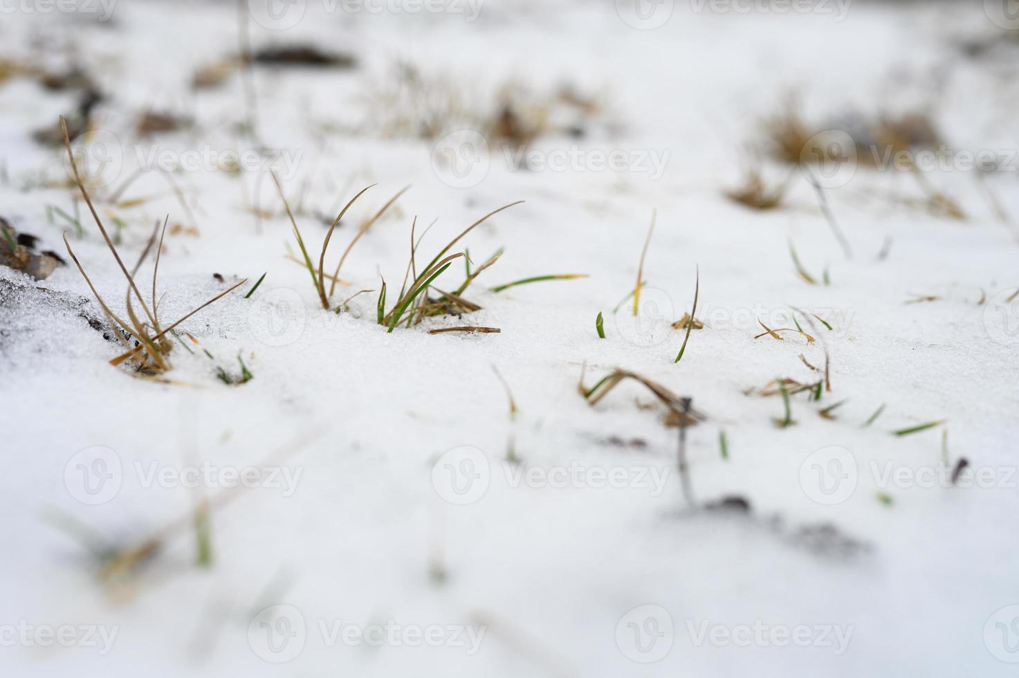 beetje sneeuw winter klein foto