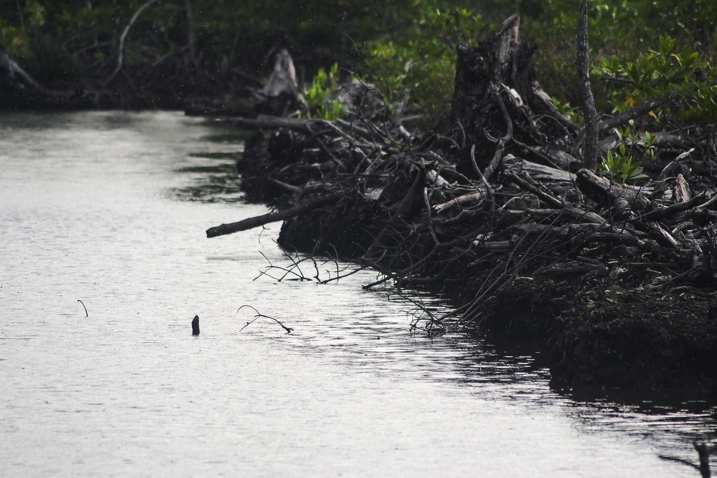 mangroven die zijn gekapt en verbrand foto