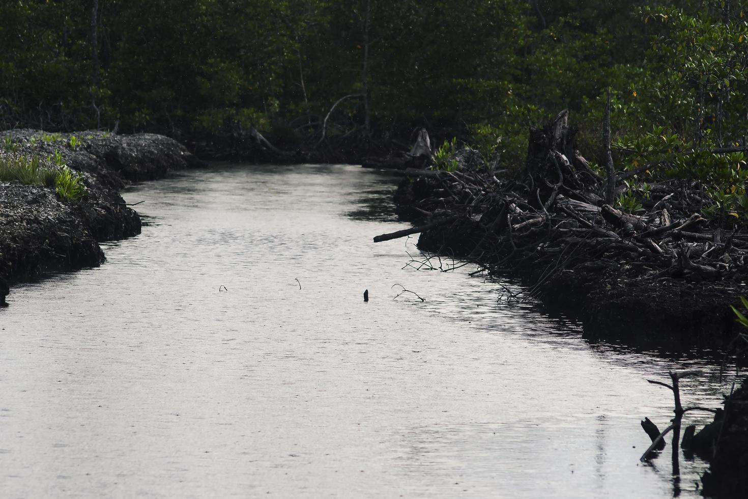 mangroven die zijn gekapt en verbrand foto