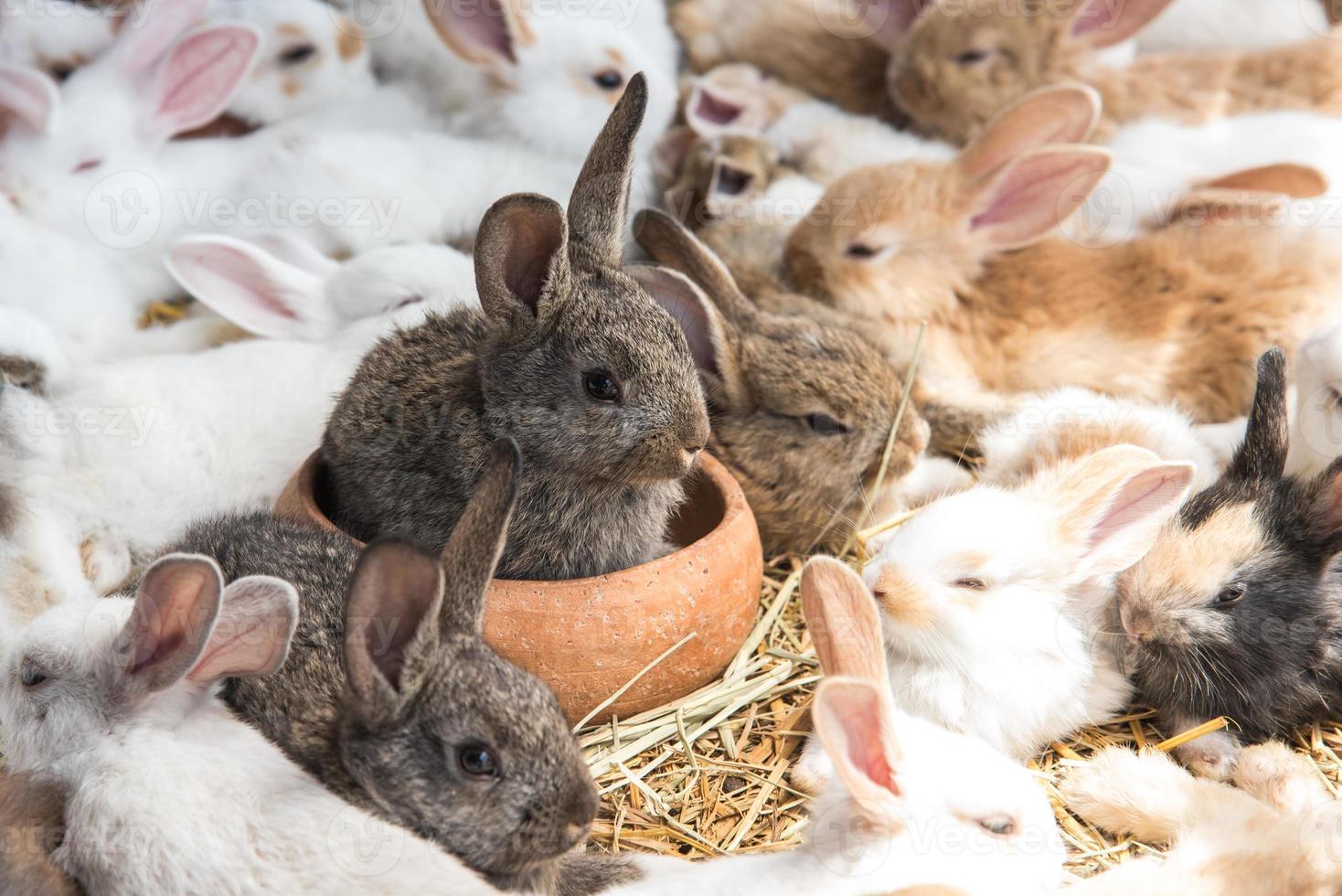 groep konijnen die in dierenwinkel rusten foto