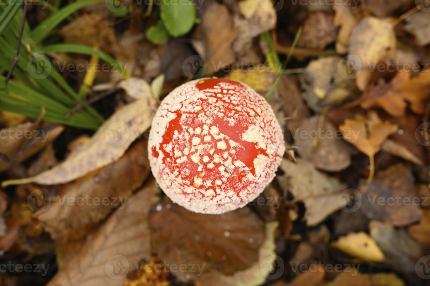 herfstpaddestoel vliegenzwam amanita muscaria alternatieve geneeskunde foto