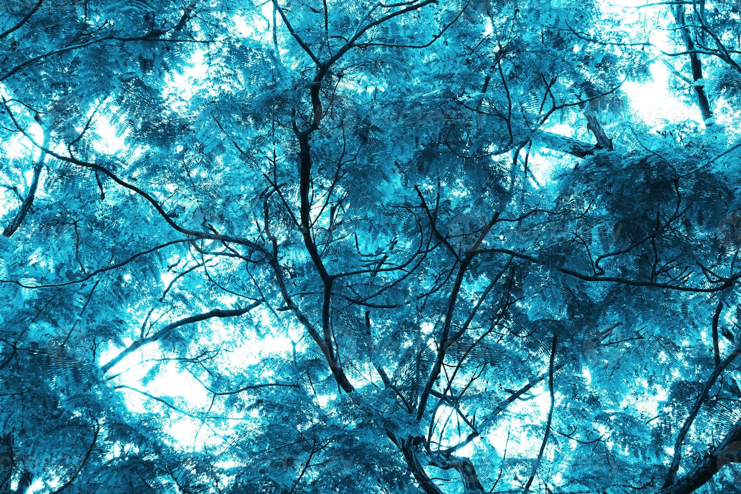 blauwe tropische blad bos achtergrond. hoog contrast. foto