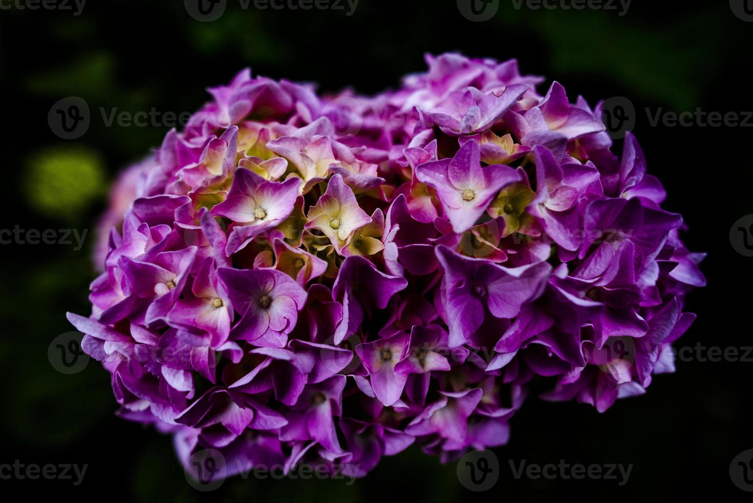 2021 07 04 valli del pasubio hortensia macrophylla 2 foto