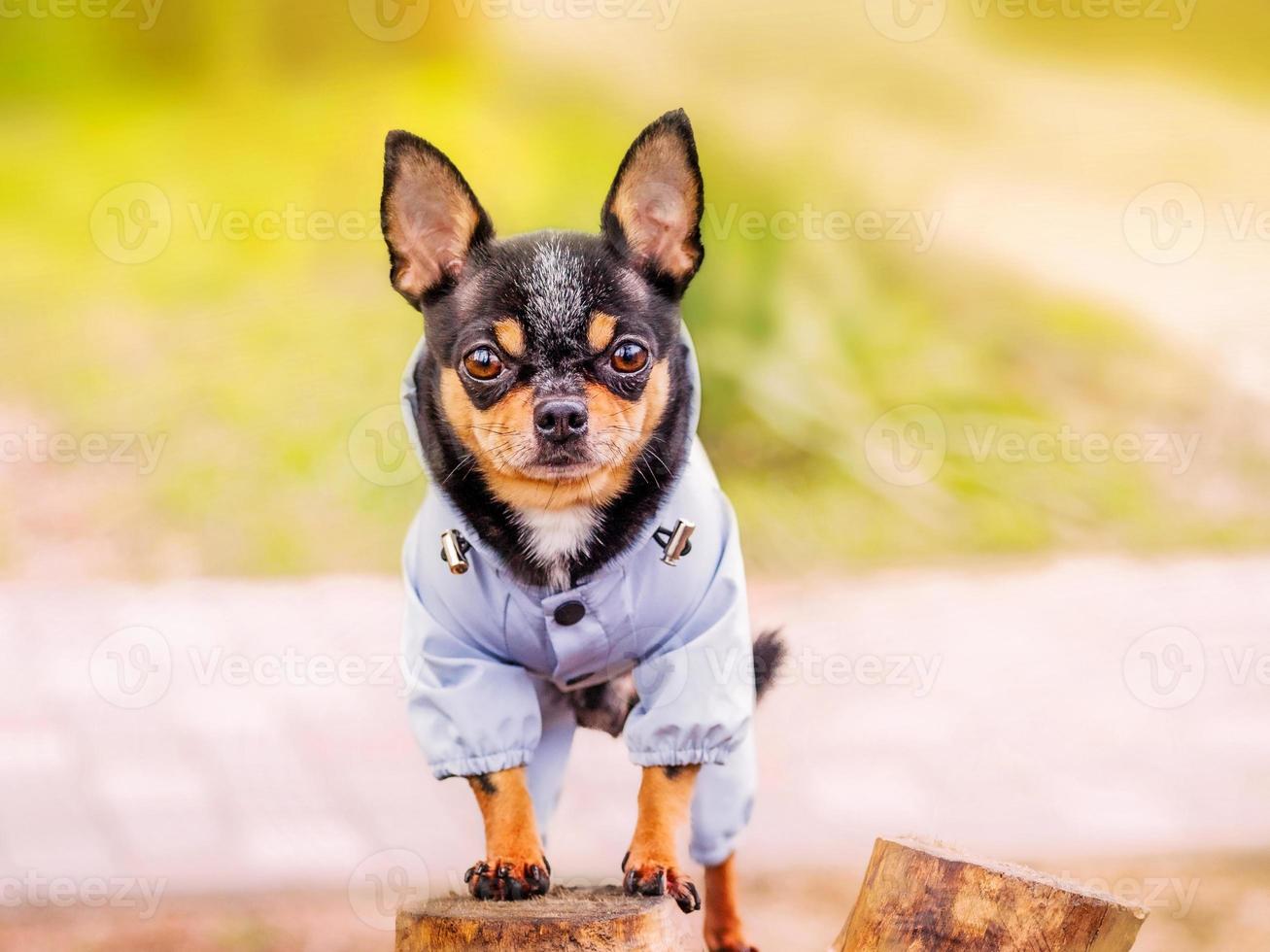 chihuahua hond portret. zwarte hond met bruine kleding foto