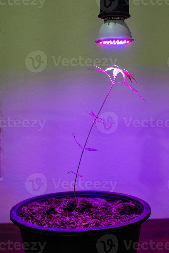 plant jonge boom cannabis groeit in pot met led-groeilicht foto