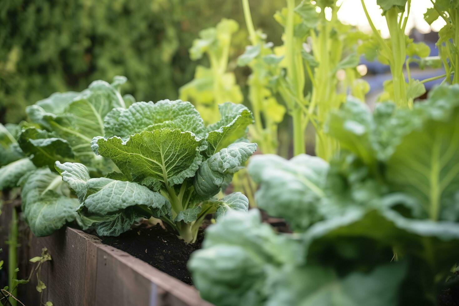 vers biologisch Brussel spruiten groeit in de tuin. groeit eigen fruit, groenten. ai gegenereerd foto