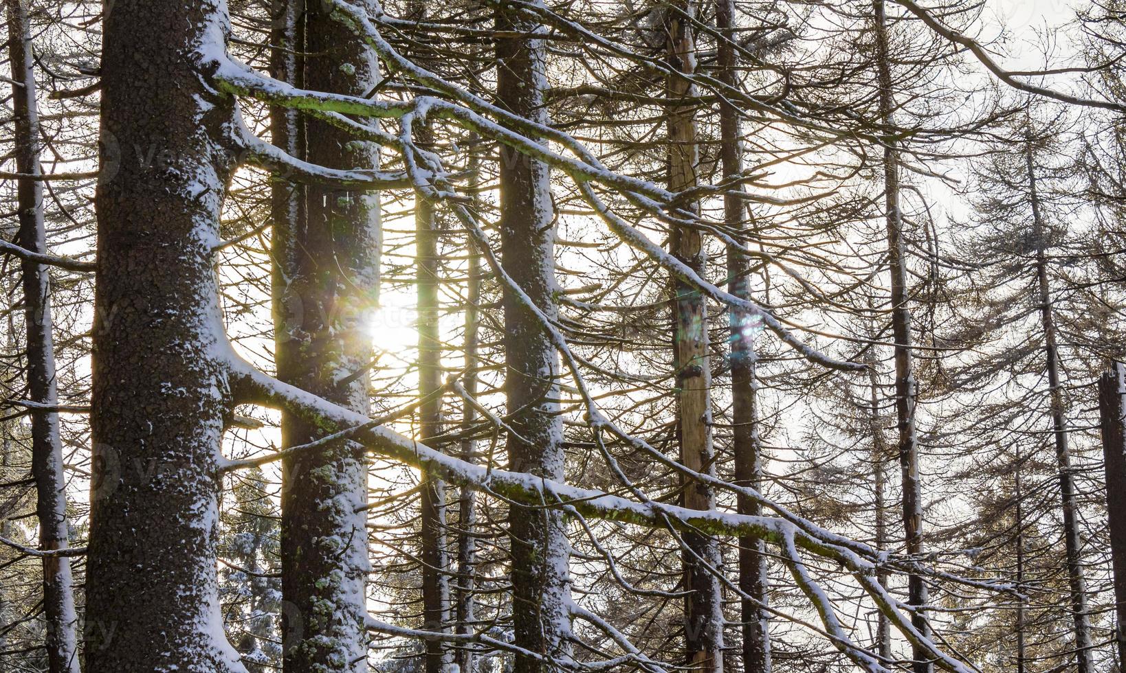 zonneschijn tussen besneeuwd in ijzige sparren brocken harz duitsland foto