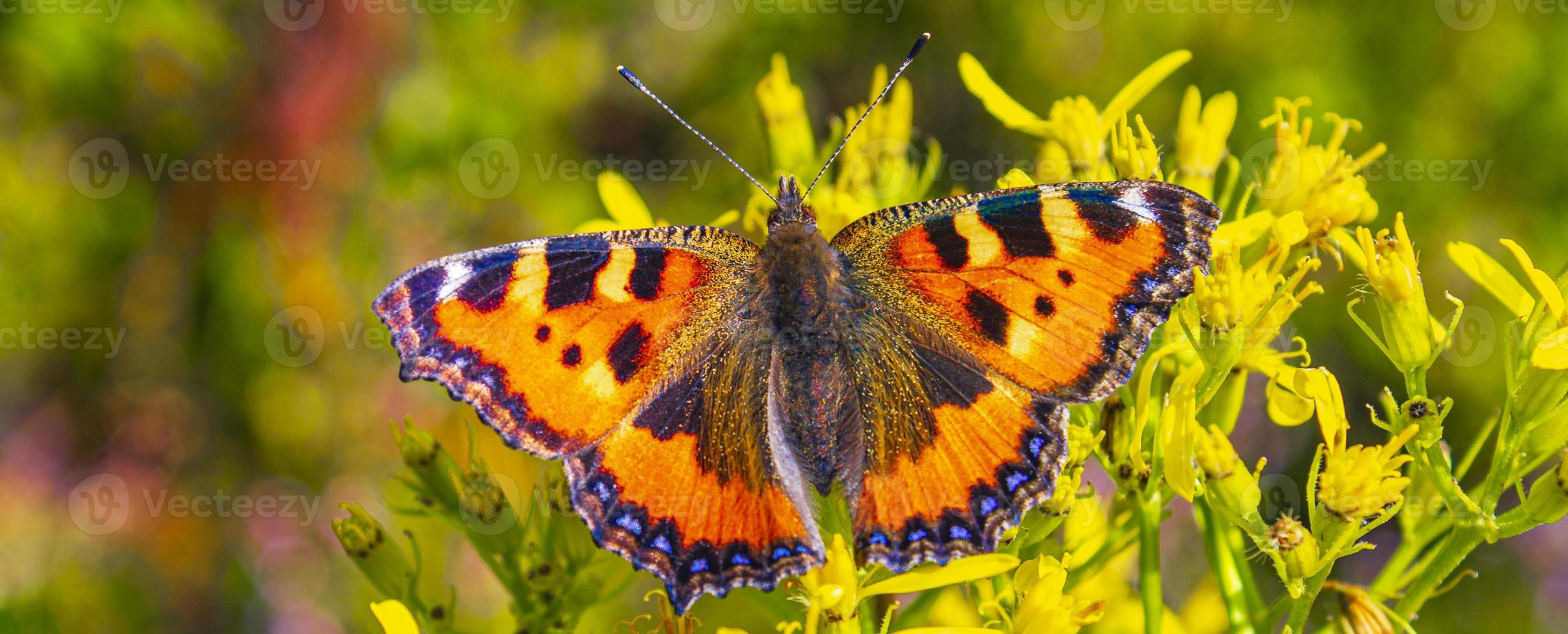 oranje vlinder kleine vos schildpad aglais urticae gele bloemen foto