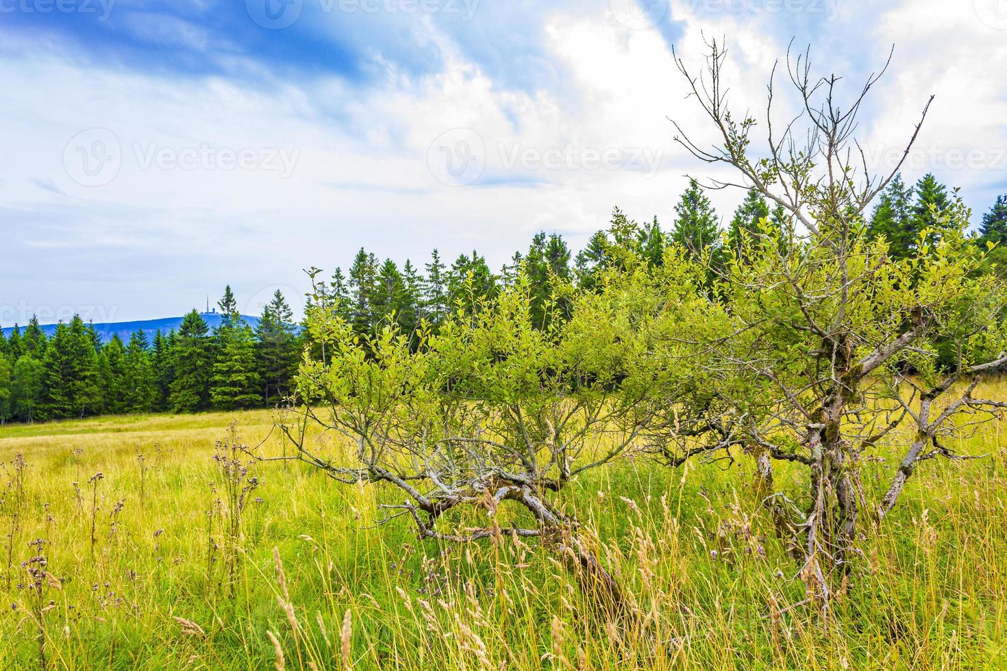 bospanorama sparren op brocken bergtop harz duitsland foto