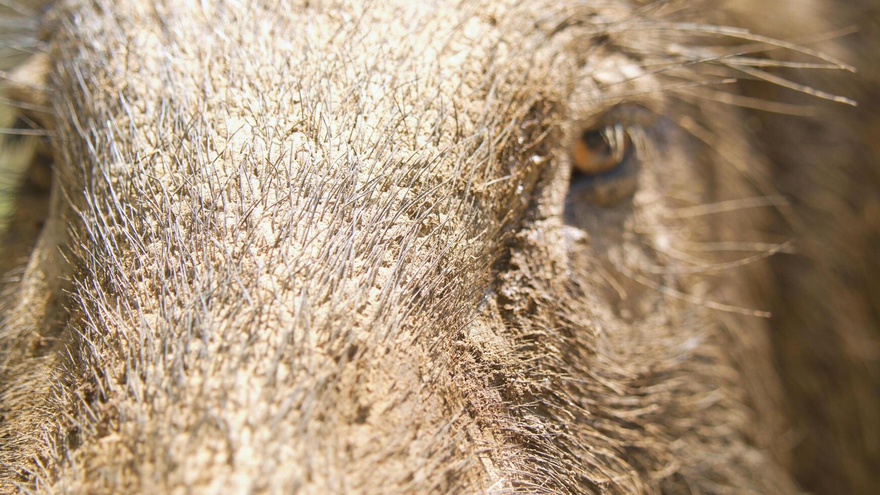 het gezicht en de huid van een wild zwijn close-up foto