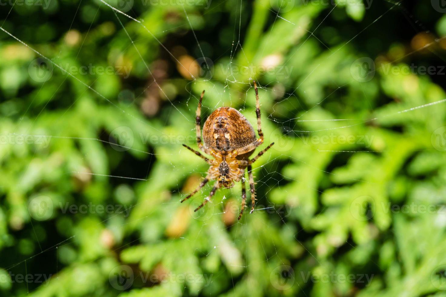 Spin in het web foto