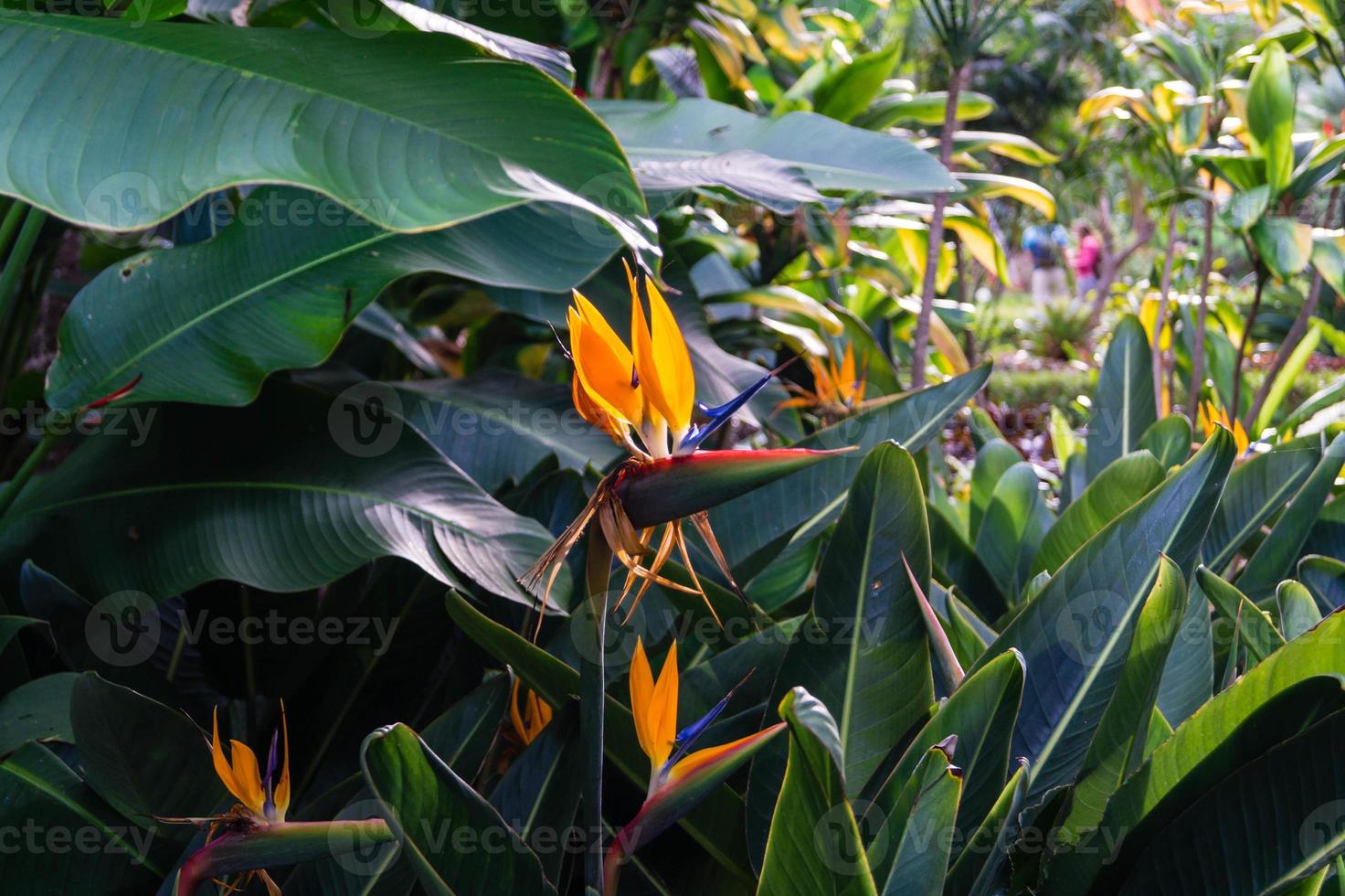 strelitzia de paradijsvogel bloem foto