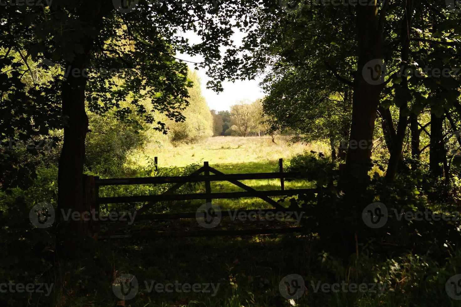 het moeras van het natuurreservaat Ruebke foto