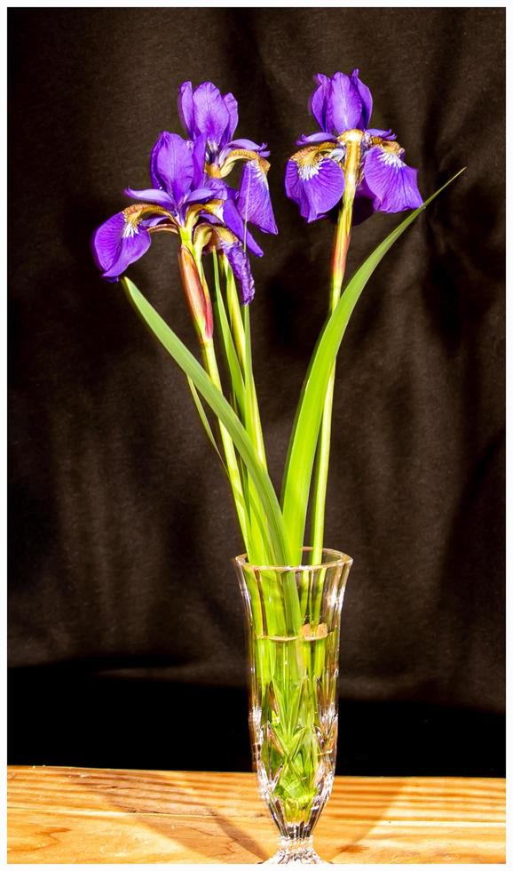 paarse irissen in een vaas foto
