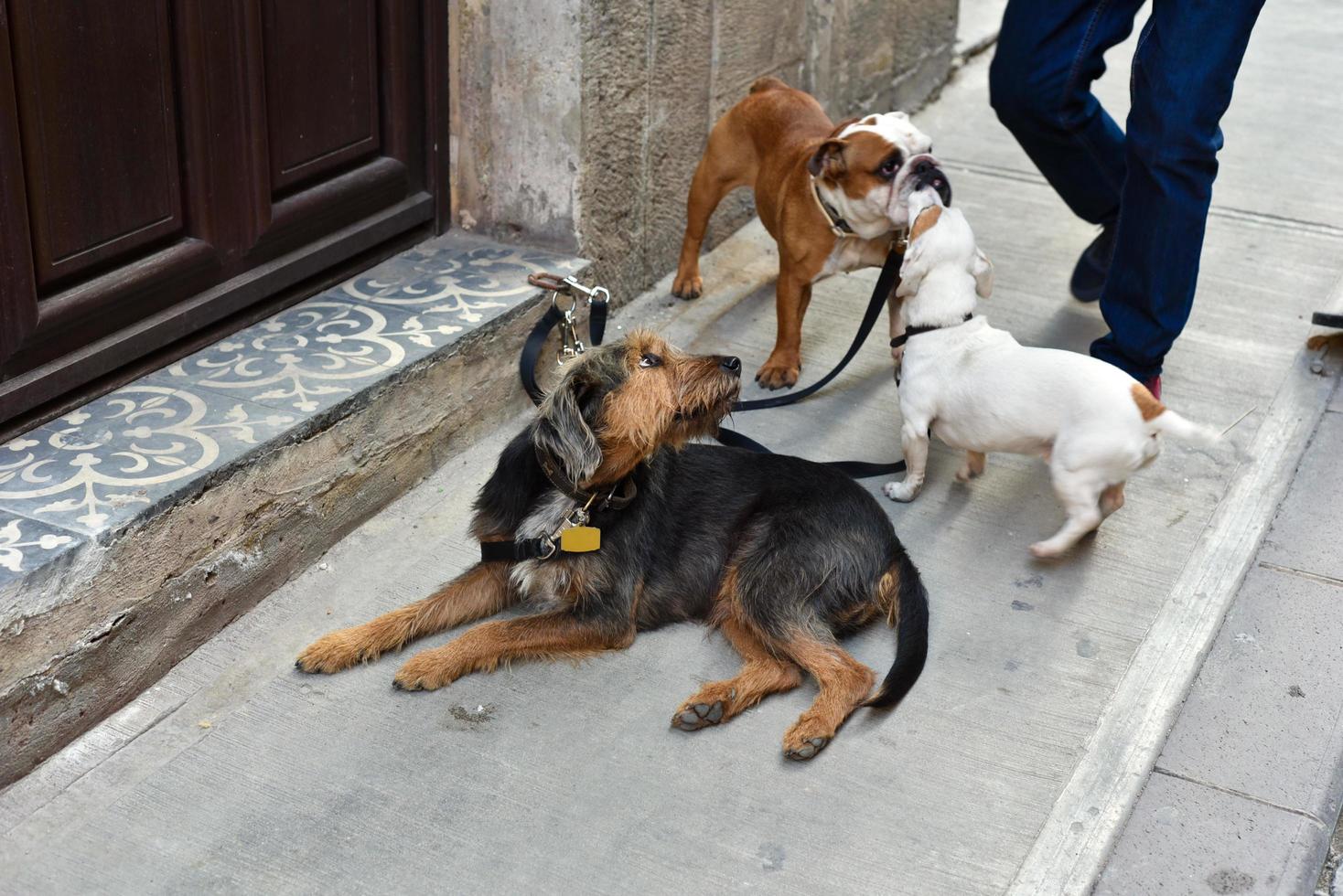 honden wachten op hun hondenuitlater foto