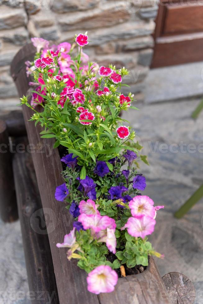 bloemen in de lente in ordino, andorra in de pyreneeën foto