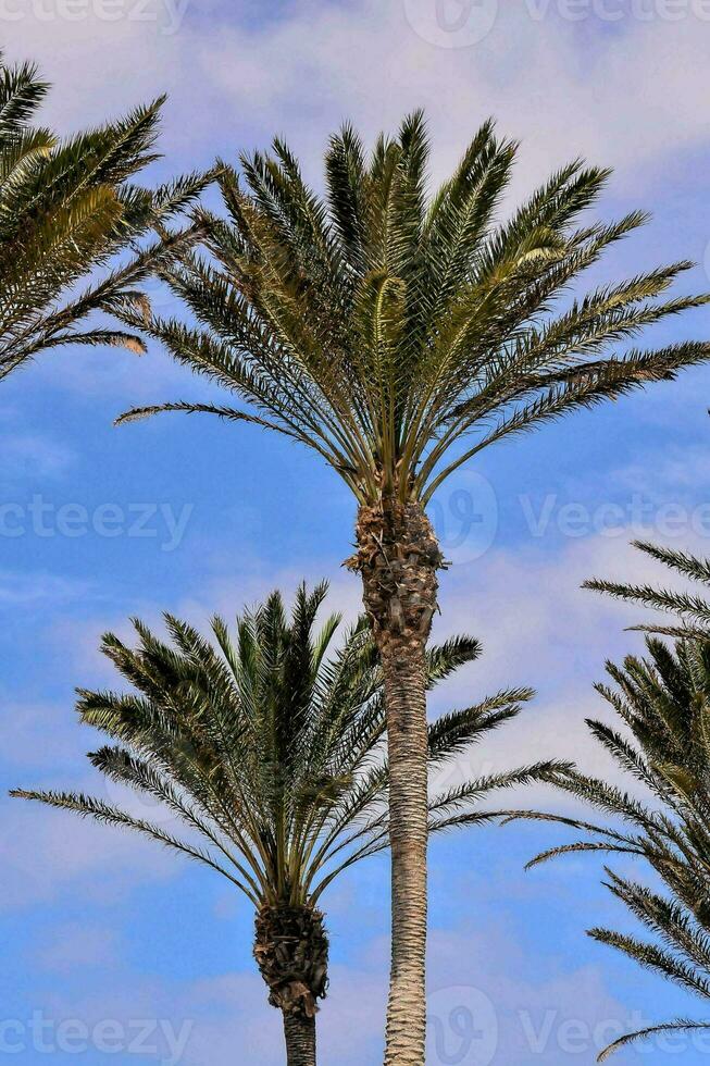 palmbomen tegen een blauwe hemel foto