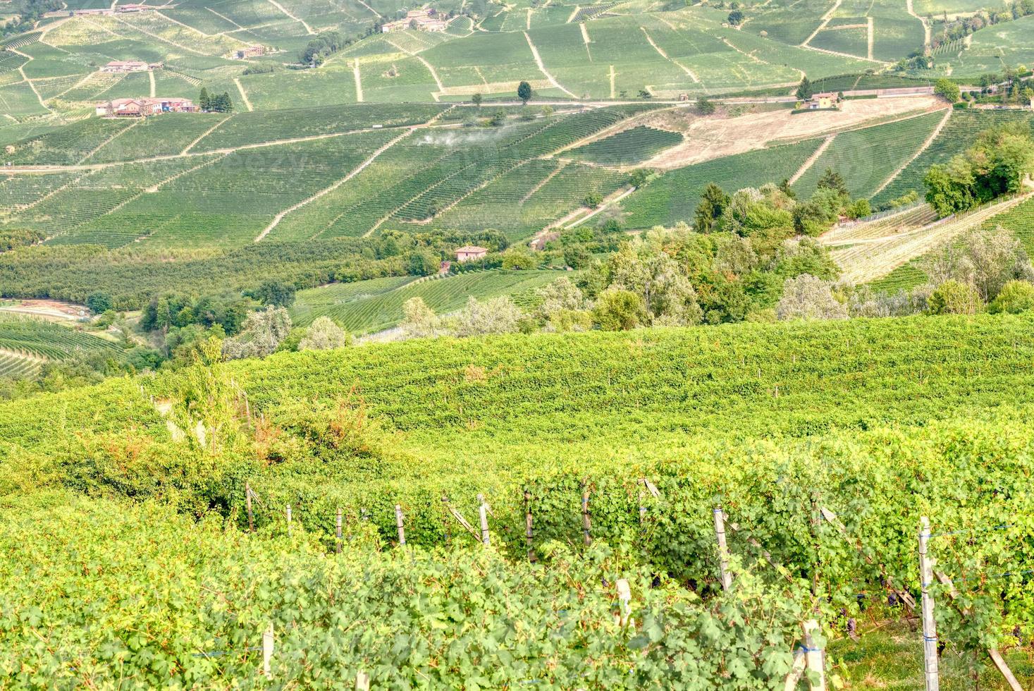 wijngaarden in het heuvelachtige gebied van langhe, Noord-Italië, UNESCO-site. foto