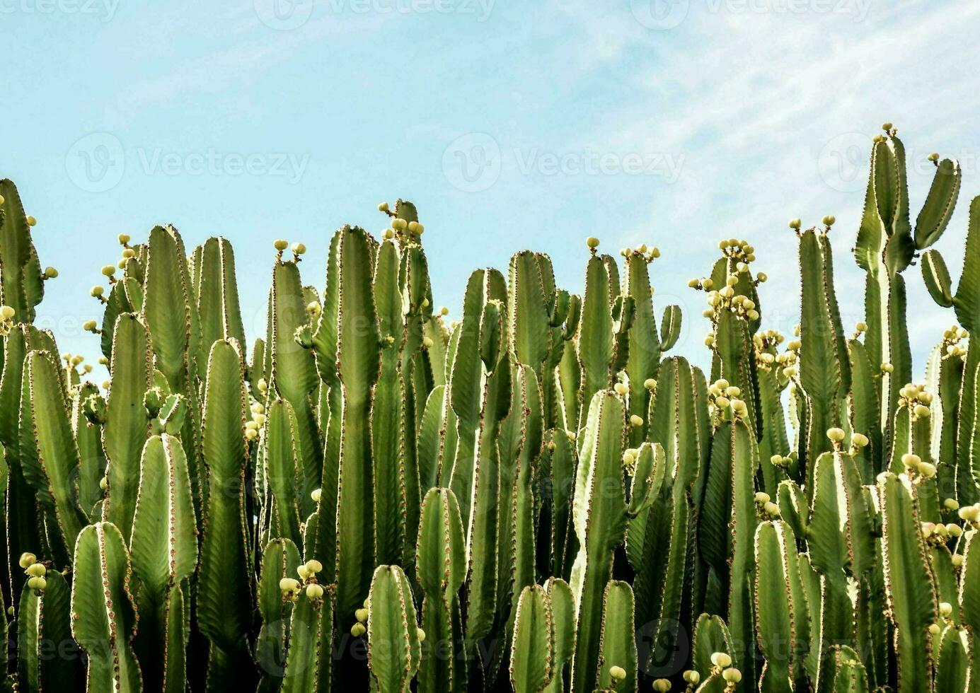 een klomp van cactussen foto