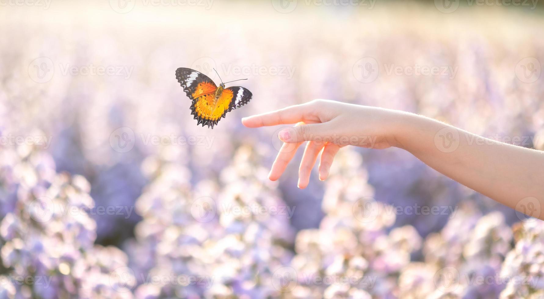 het meisje bevrijdt de vlinder uit de pot, gouden blauw moment concept foto