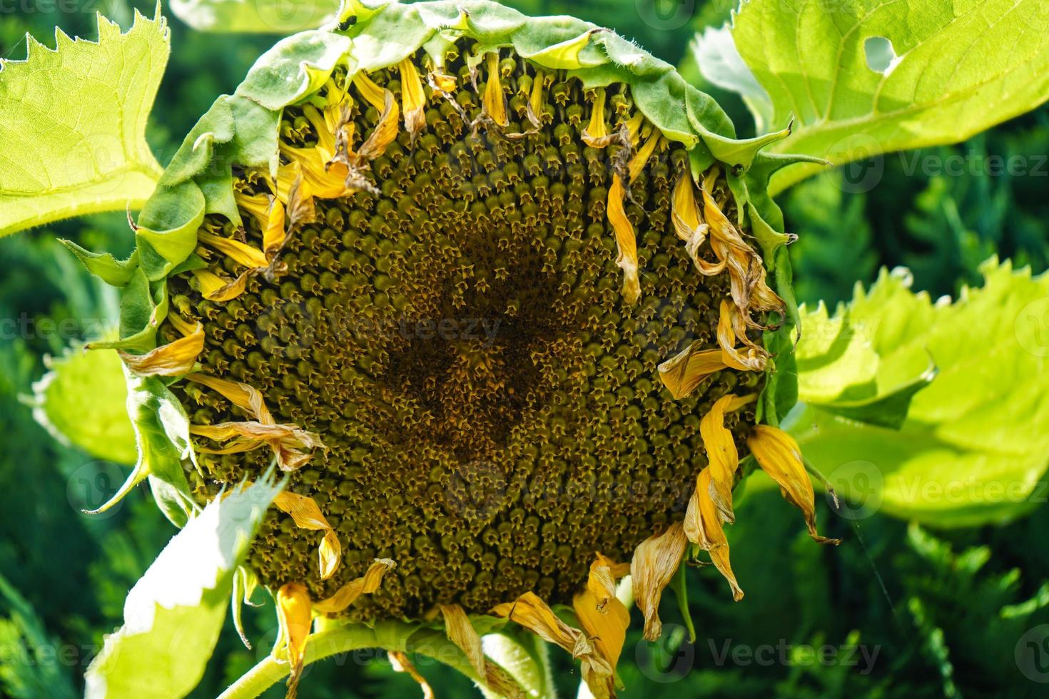 zonnebloem planten op een veld foto