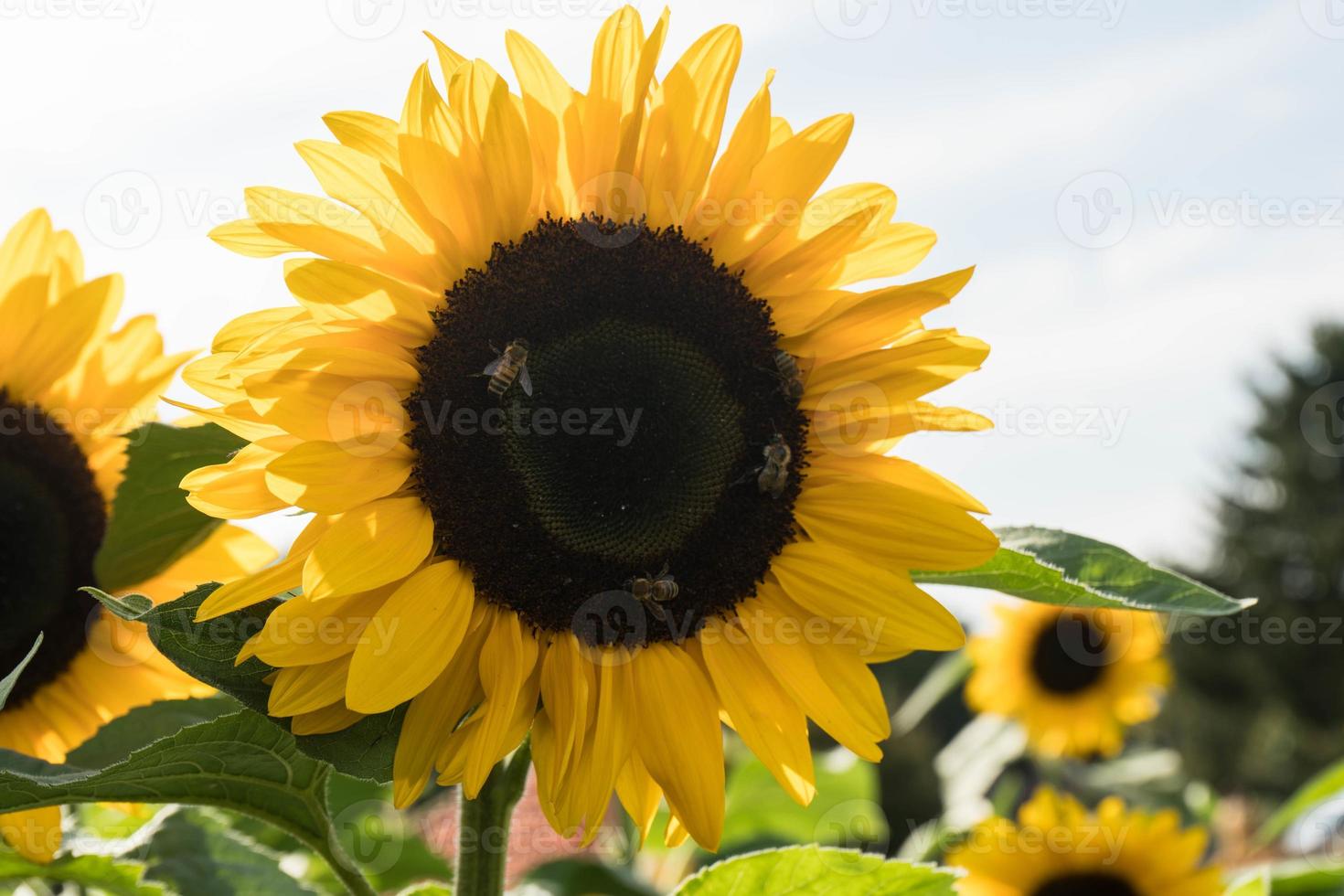 zonnebloem planten op een veld foto