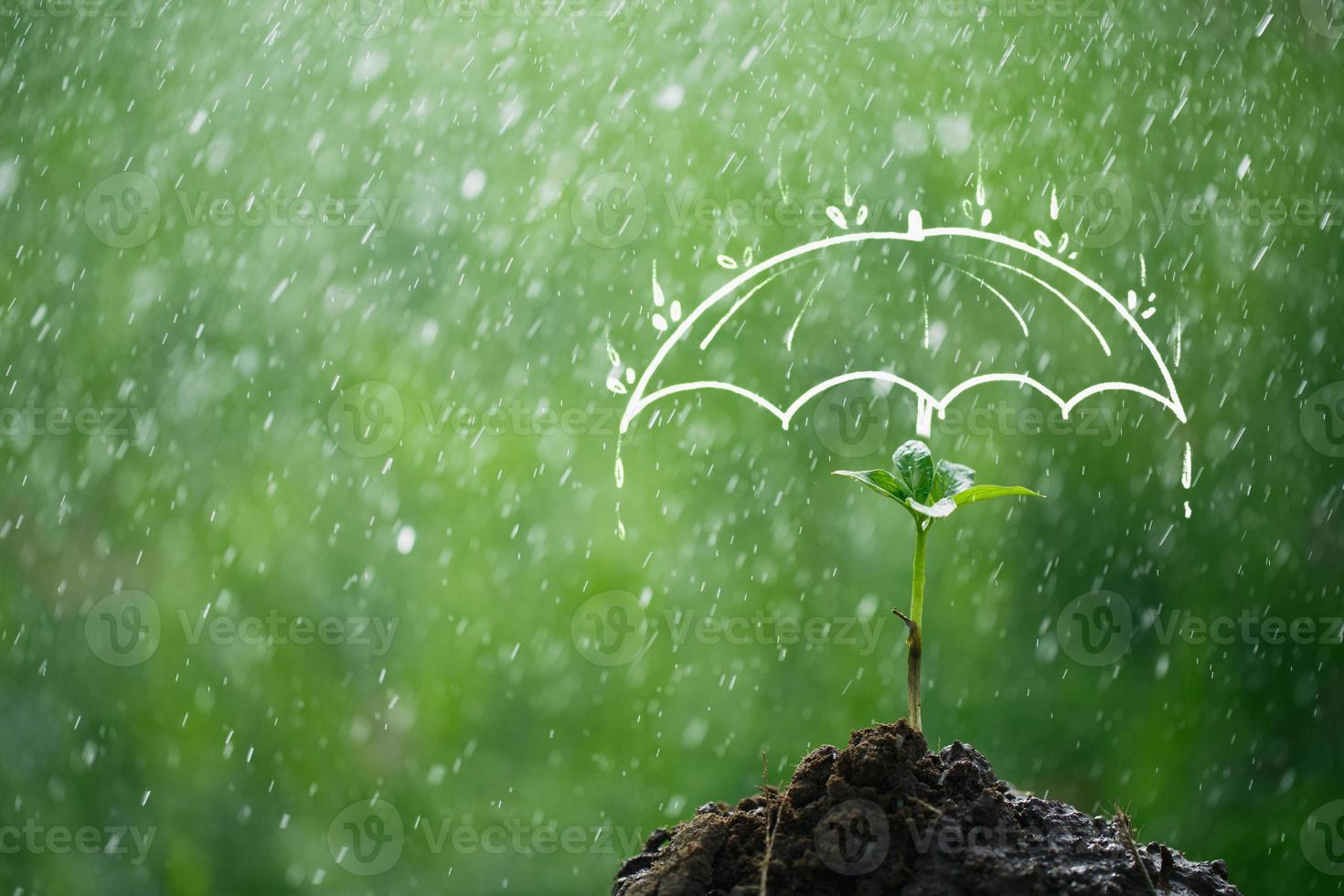 paraplu beschermt het jonge boompje tegen regen foto