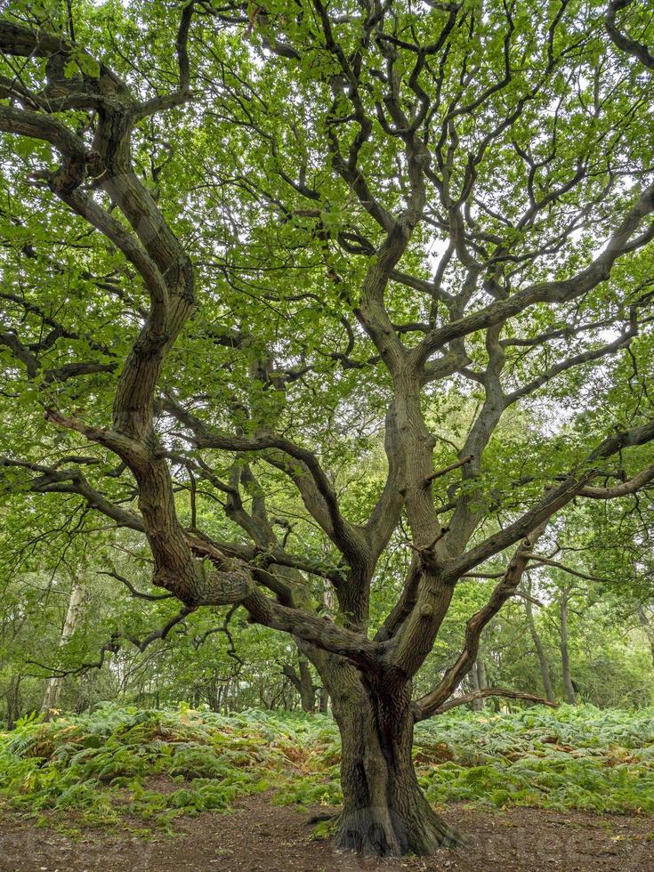 oude eik met gedraaide takken en zomergebladerte foto