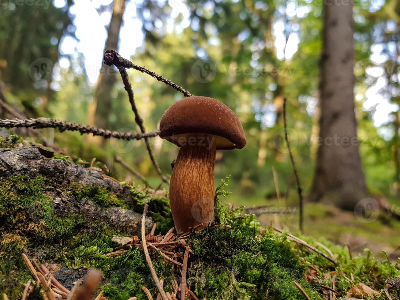 paddenstoelen op de grond van een bos foto