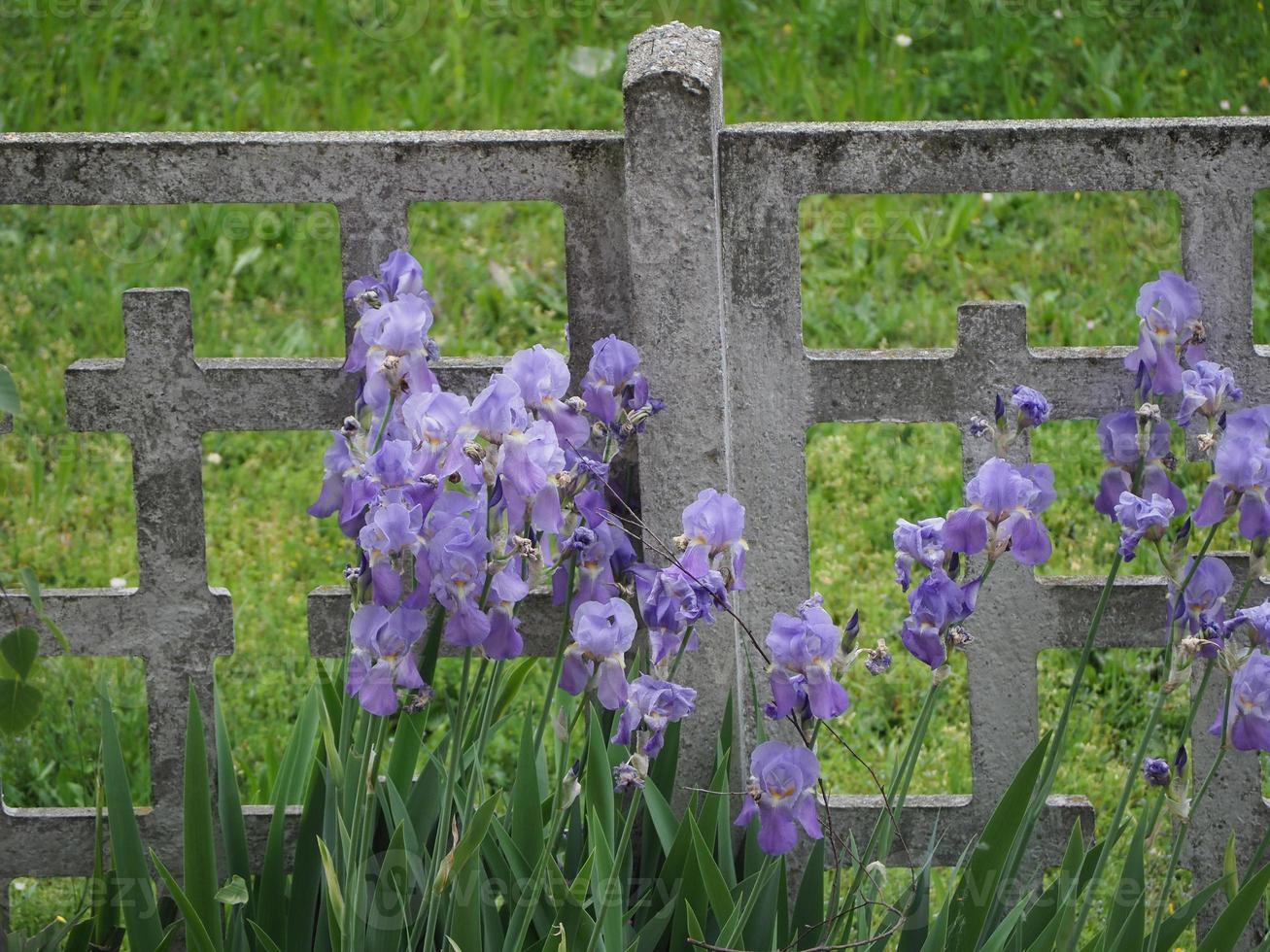 iris iris germanica, paarse bloem foto