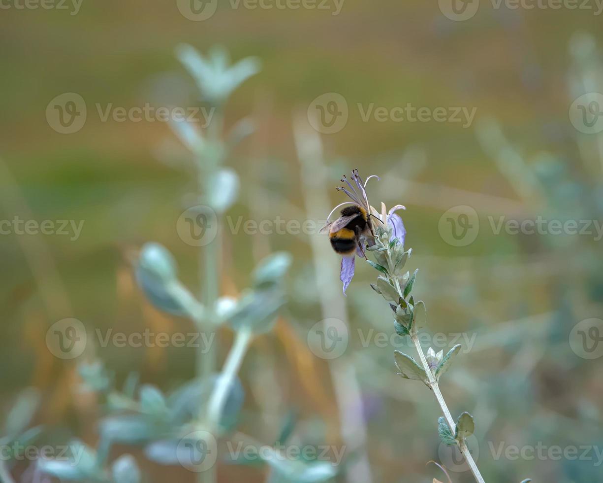 hommel doet het harde werk foto