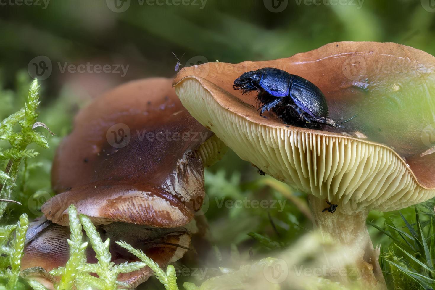 close-up van een bruine milkcap-paddenstoel tussen dennennaalden en mos foto