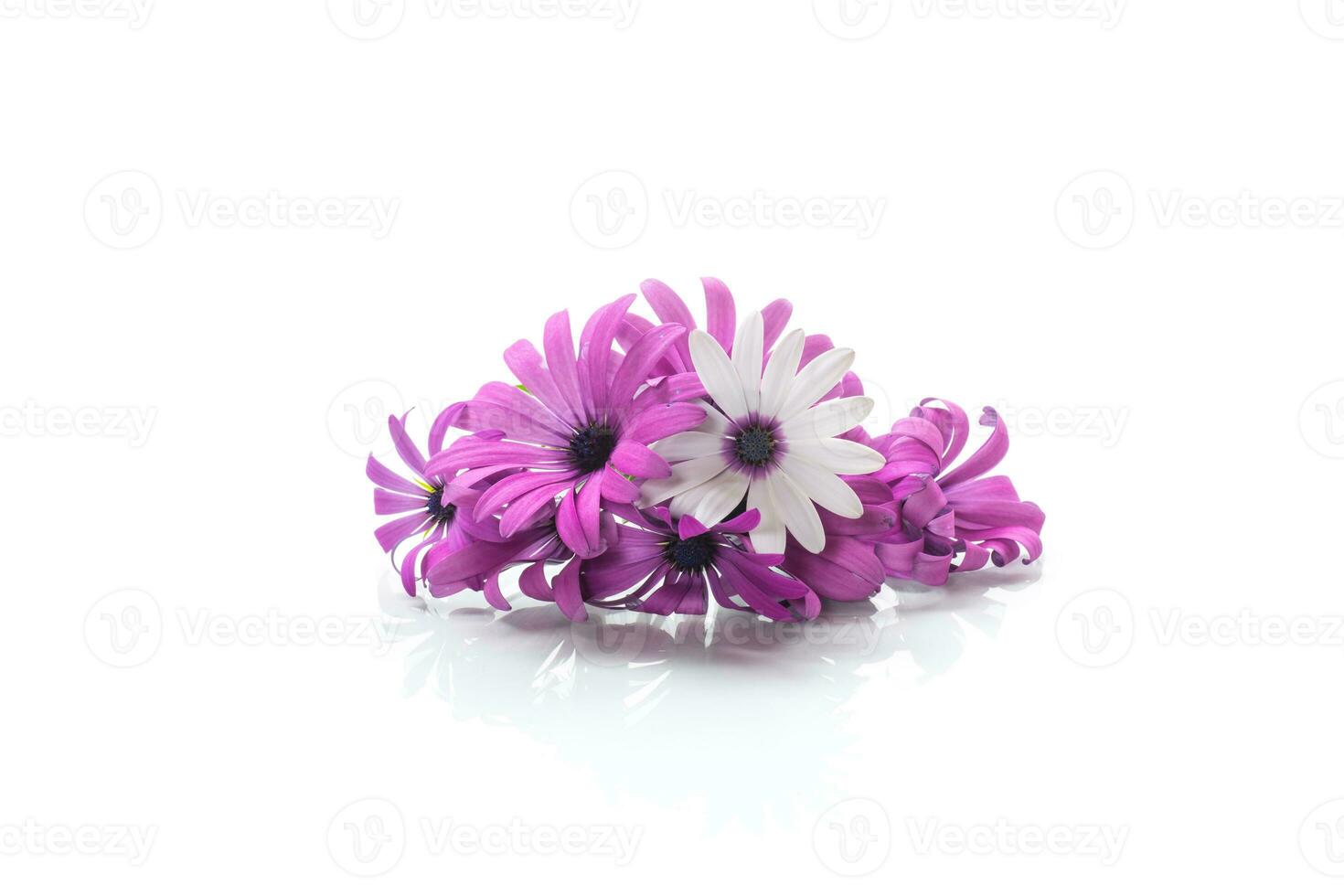 mooi wit en Purper osteospermum bloemen Aan wit achtergrond foto