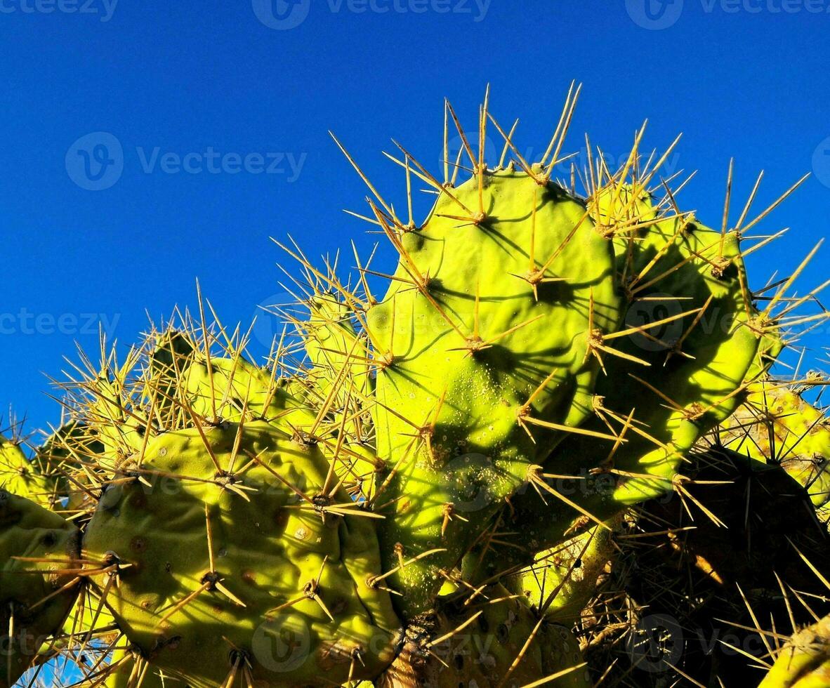 detail van een cactus foto