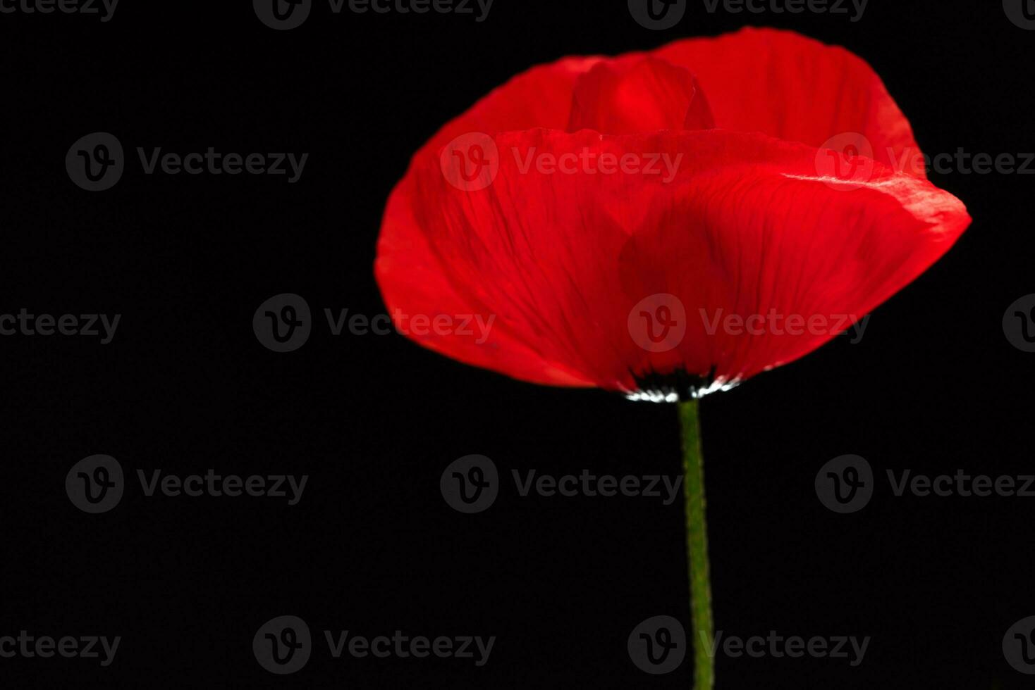 rood papaver bloem Aan zwart achtergrond foto