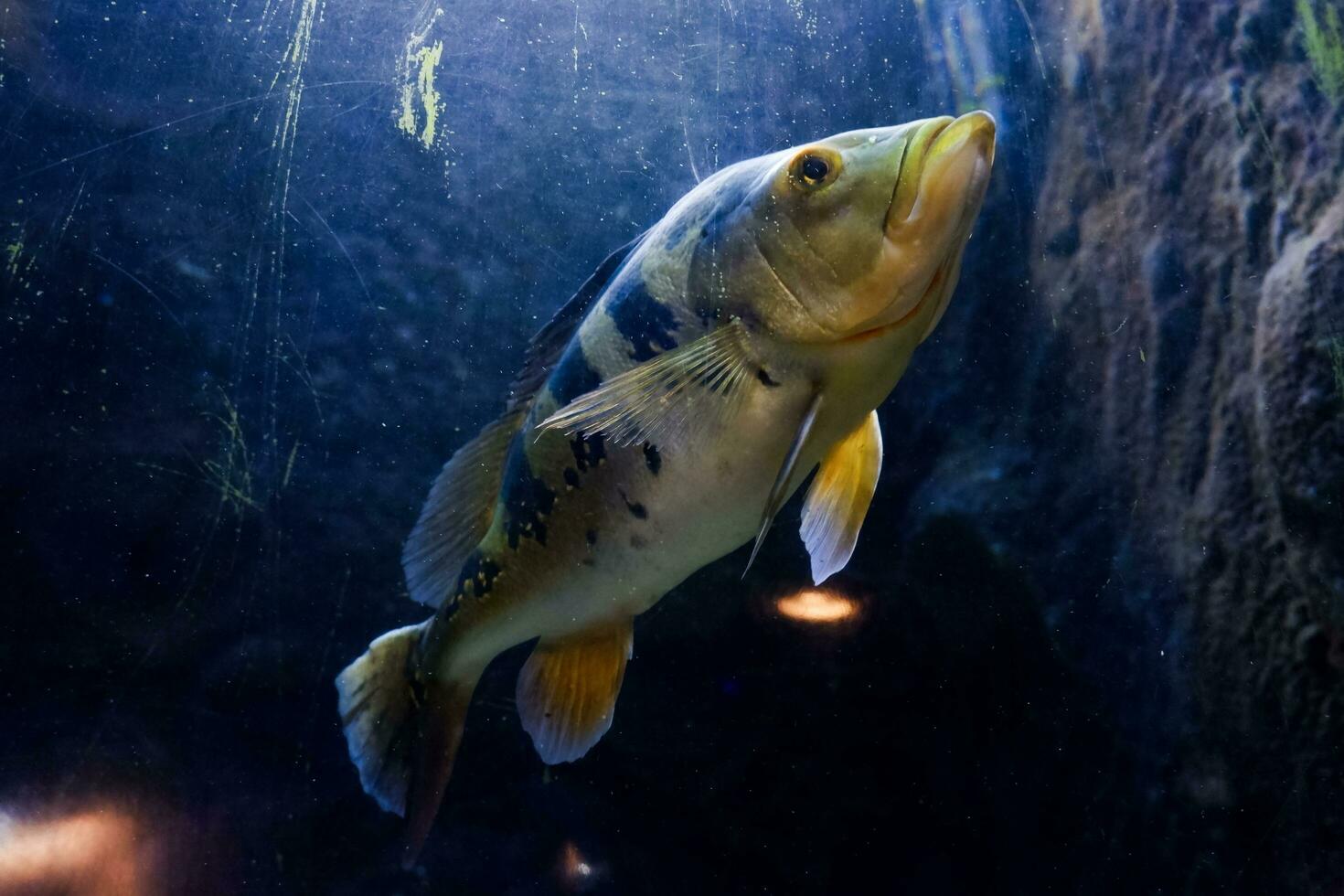 selectief focus van Afrikaanse longvis zwemmen in de oceaan. Super goed voor opleiden kinderen over marinier dieren. foto